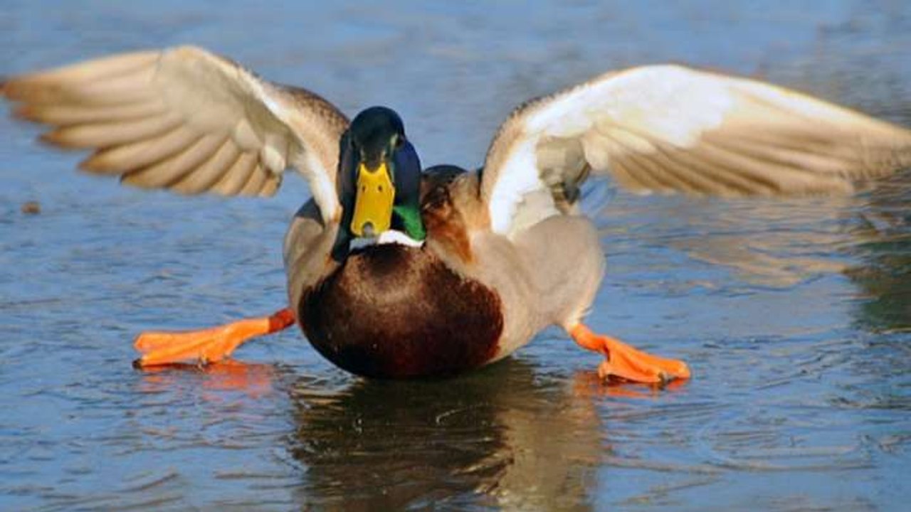 Des Canards et des Hommes - HD ST (2016)