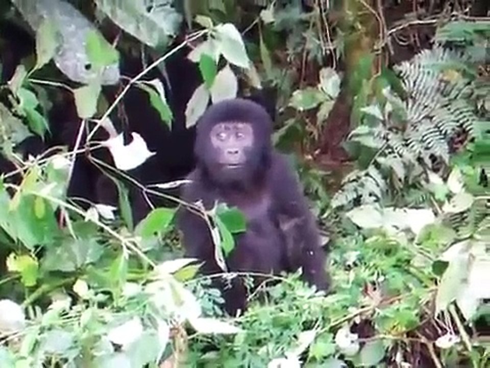 Un bébé gorille essaye d'être impressionnant