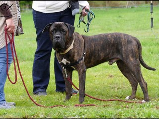 Formation éducateur canin avril 2016