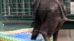 Cet éléphanteau découvre les joies du bain en plein été - Adorable