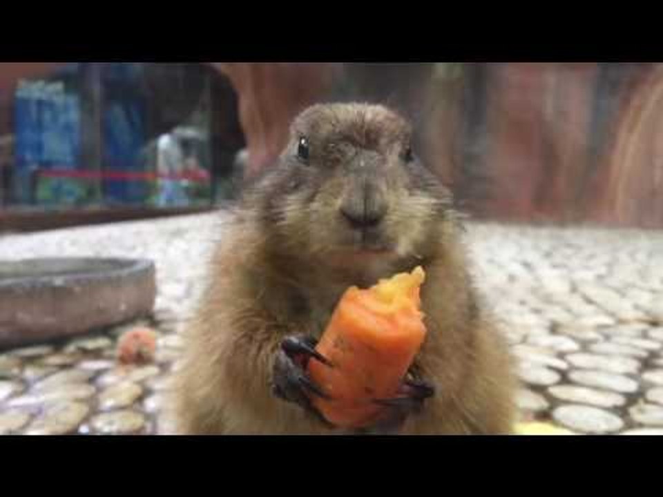 Slow Motion Video of Squirrels Eating Carrots video Dailymotion