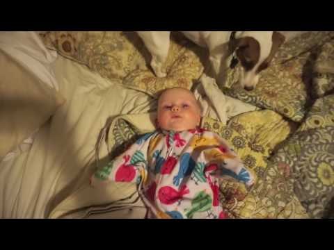 Jack Russell Terrier Loves Licking Baby's Face