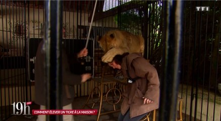 Une journaliste attaquée par un tigre ! - Zapping Télé du 12/07/2016 par lezapping