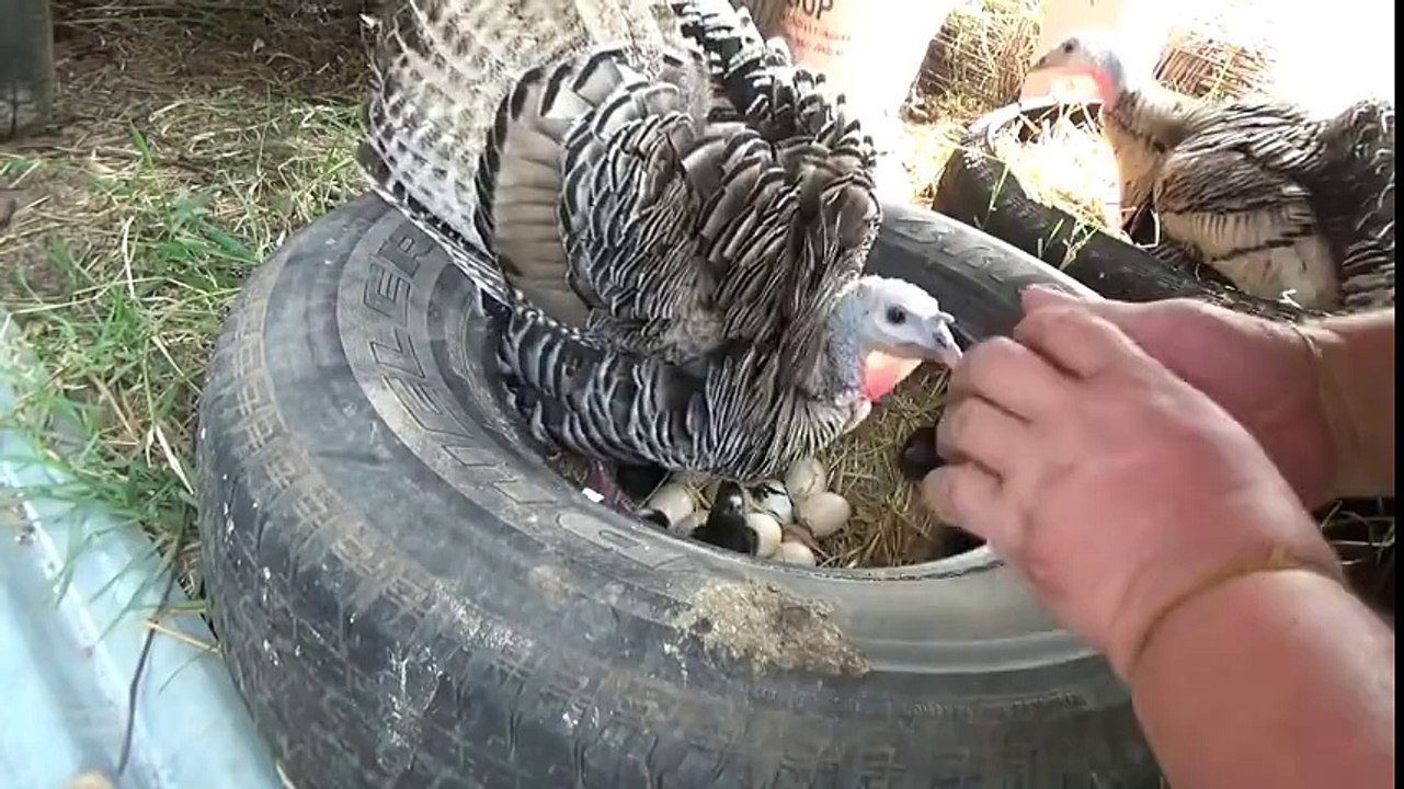 Η μεγαλύτερη φυσική κλωσσομηχανή!!! Γαλοπούλα κλώσσα με πουλάκια...