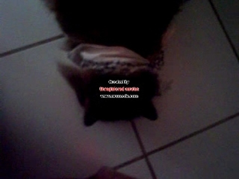 Titus - ange des chats