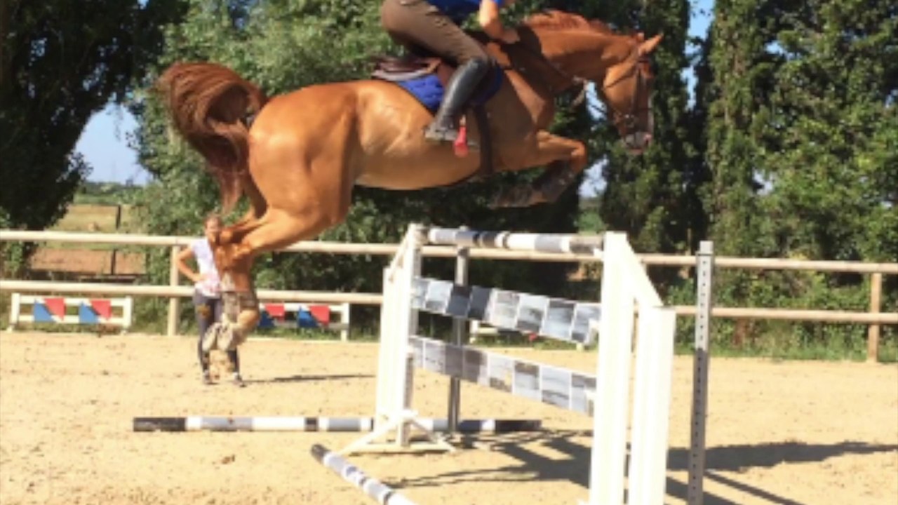 Hongre 7 ans par Calin d'espoir (double espoir) et mère HAND IN LOVE X ALME