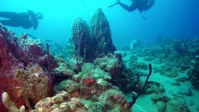 World’s Best Diving: Buddy Dive Bonaire Fish and Reef ID Week