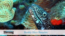 World’s Best Diving: Buddy Dive Bonaire and Dominica Madness