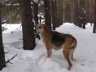 Особенности Охоты с Гончей