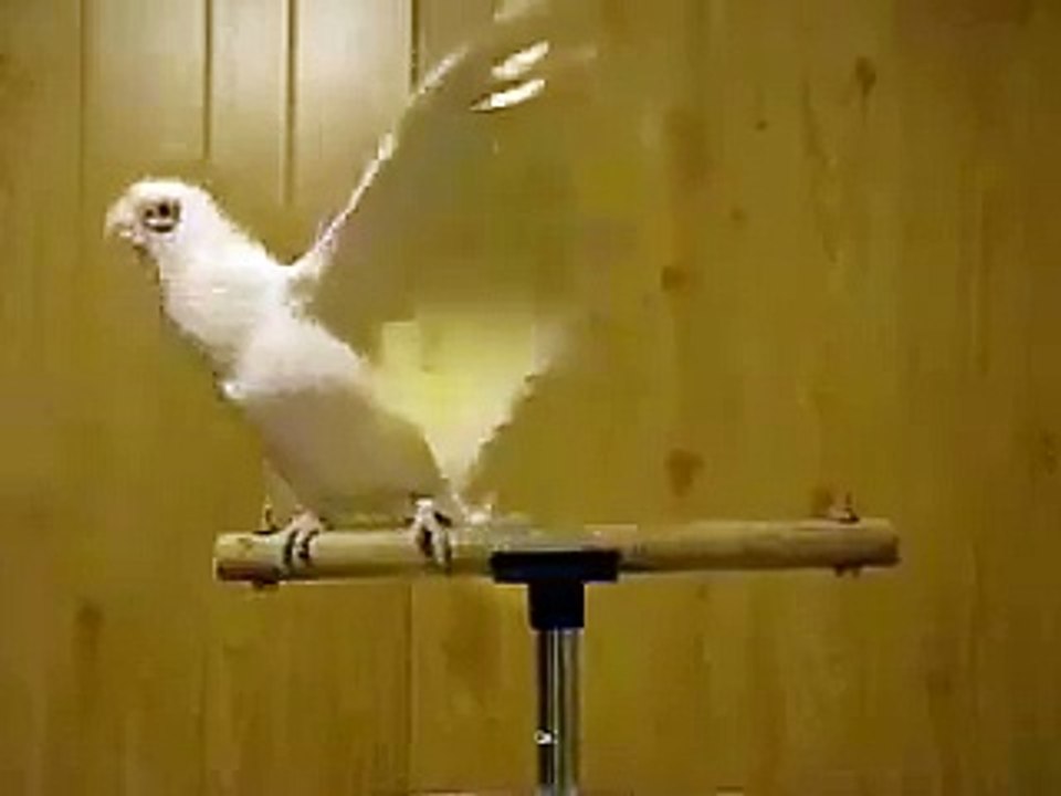 Ap ne apni sari zindagi me esa kamal ka toota kabi ni dekha ho ga is tootey ka kamal dekhen ap heran reh jayen ge