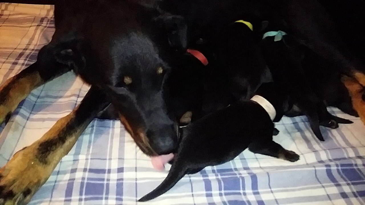 Chiots Beaucerons des Ganches de la Loire - Iumana X Jaeger