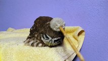 Owl Likes His Head Scratched