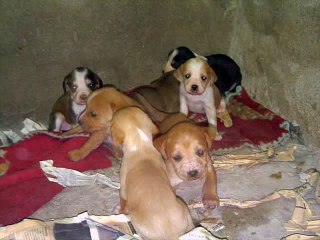 10 PERRITOS INFANTIL -Children 10 puppies !