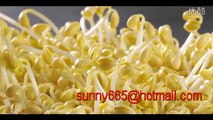 bean sprout machine,mung bean sprouts machine,soybean sprouts machine