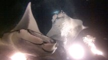 Scuba Diving Encounters: Kona Manta Night Dive