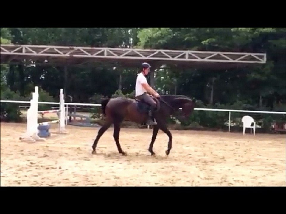 jument 7 ans