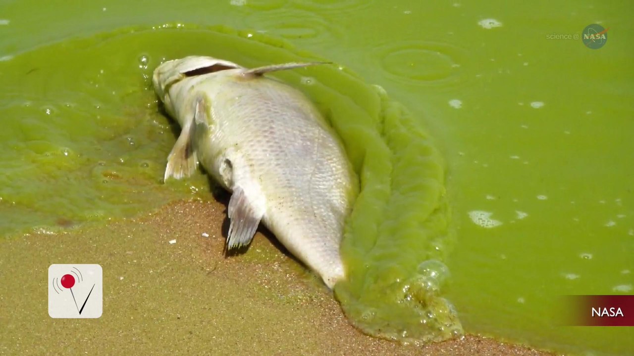 Enormous Toxic Florida Algae Bloom Can Now be Seen From Space