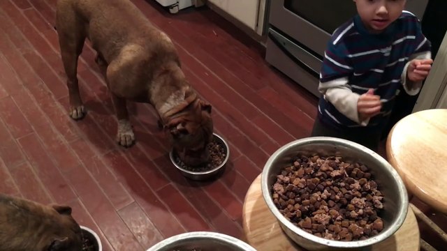 4 year old boy feeding 4 giant Pit bull puppies then feeds himself!! LEADERSHIP ddklinefamily !