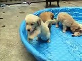 6-week old Golden Retriever puppies playing !