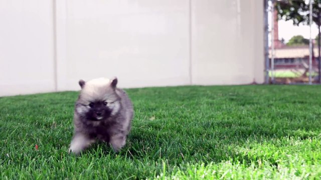 7 Weeks Old Pomsky Puppies So Cute And Energetic! Pomsky Puppies For Sale !