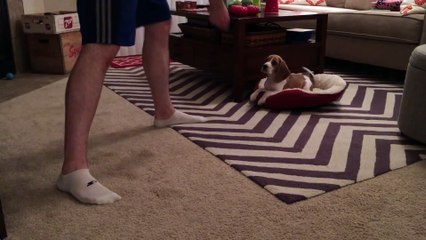 11 Week Old Beagle Puppy (Sit, Down, Drop It) !