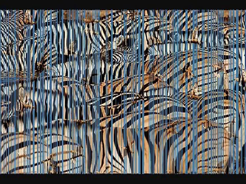 Vidéo. Extrait de la chanson originale de Solomon Linda - Mbube (The Lion Sleeps Tonight)