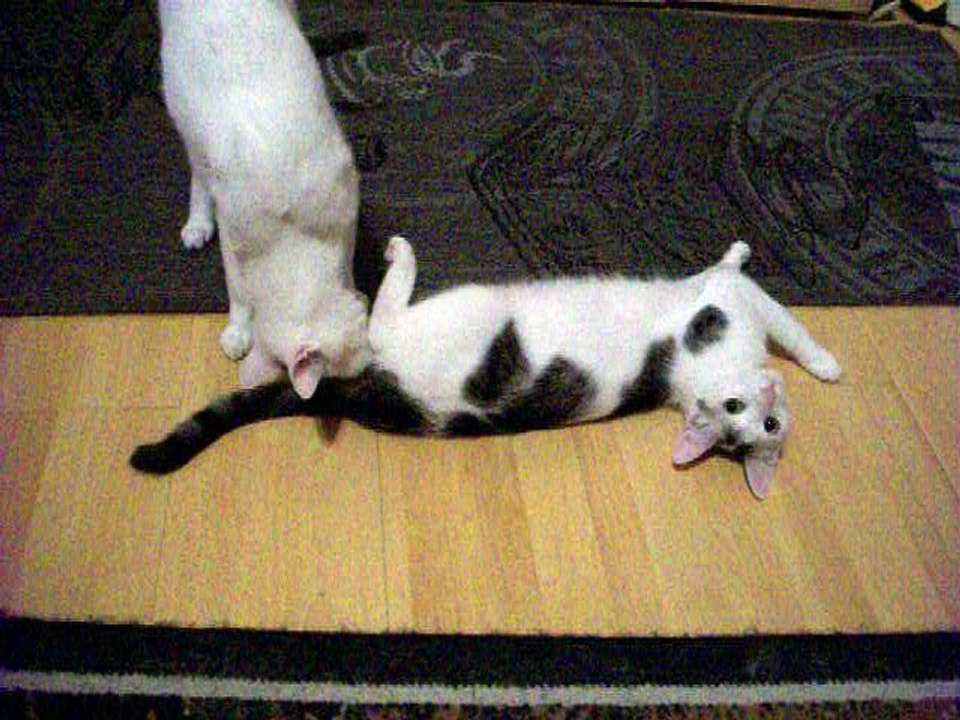 Harvey und Vinzent am 10.07.2016