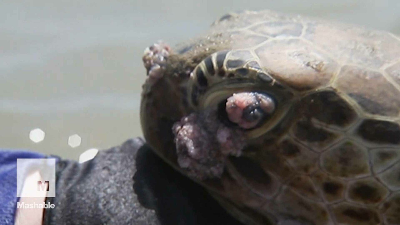 Scientists are trying to save reef turtles who are dying from mysterious tumors