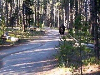 How to be quiet around a Bison