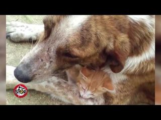 Stop - Video virale te trajtuara ne “Stop”! (27 maj 2016)