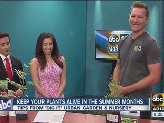 Dig it Urban Garden and Nursery shows viewers how to keep plants healthy in the summer