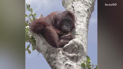 Orangutan Clings to His Home After Being Left 'Stranded, Starving and Left to Die'
