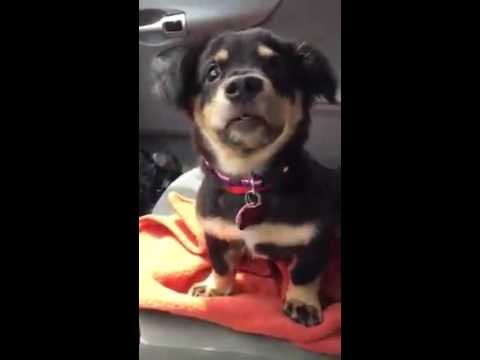 Little Dachshund Puppy Throws a Tantrum