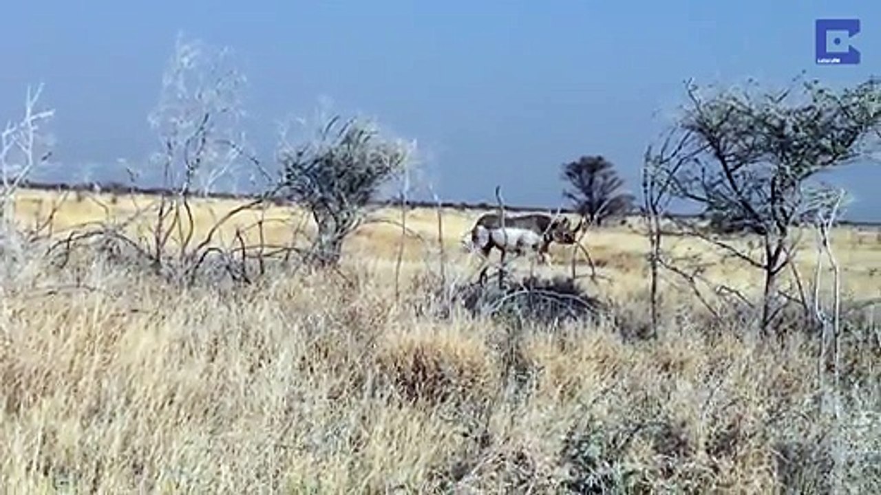 Un rhinocéros attaque un 4x4 remplie de touristes
