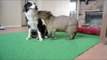 Capybara Tries to Impress Canine Companion