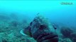 Video Shows Glimpse of the Medes Islands Marine Reserve