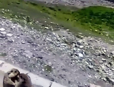 two squirrels fighting