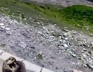 two squirrels fighting