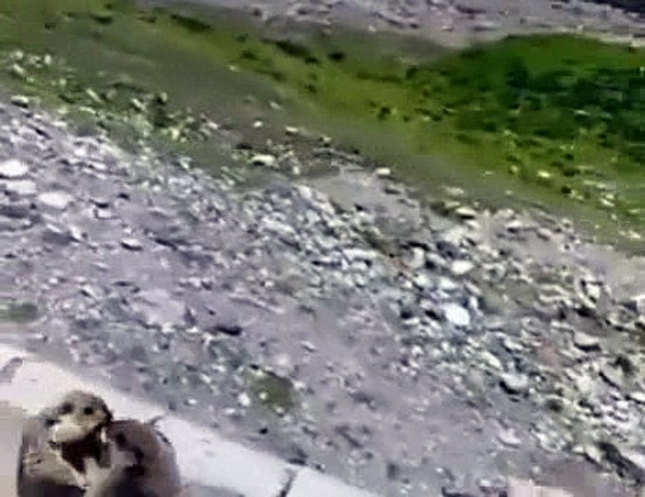 two squirrels fighting