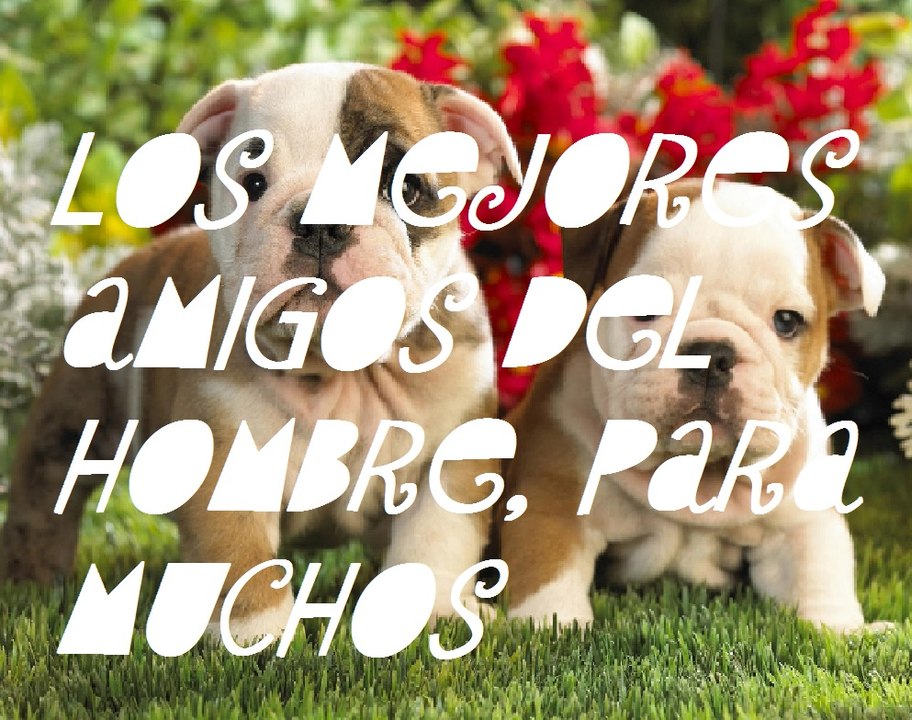 A MIS PERROS