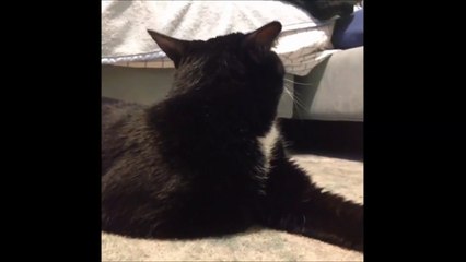 Voici la réaction de ce chat lorsqu’elle chante la chanson de Mulan... Je ne peux m’arrêter de rire, c’est TROP drôle !!