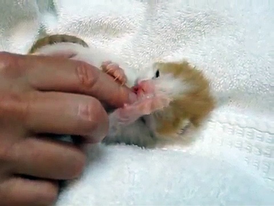 Ce chaton est si mignon, regardez-le, il va vous faire fondre... Il est inestimable !