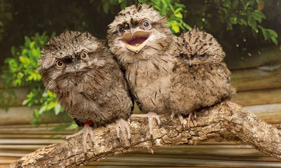 Top 10 Creepy and Funny Looking Birds