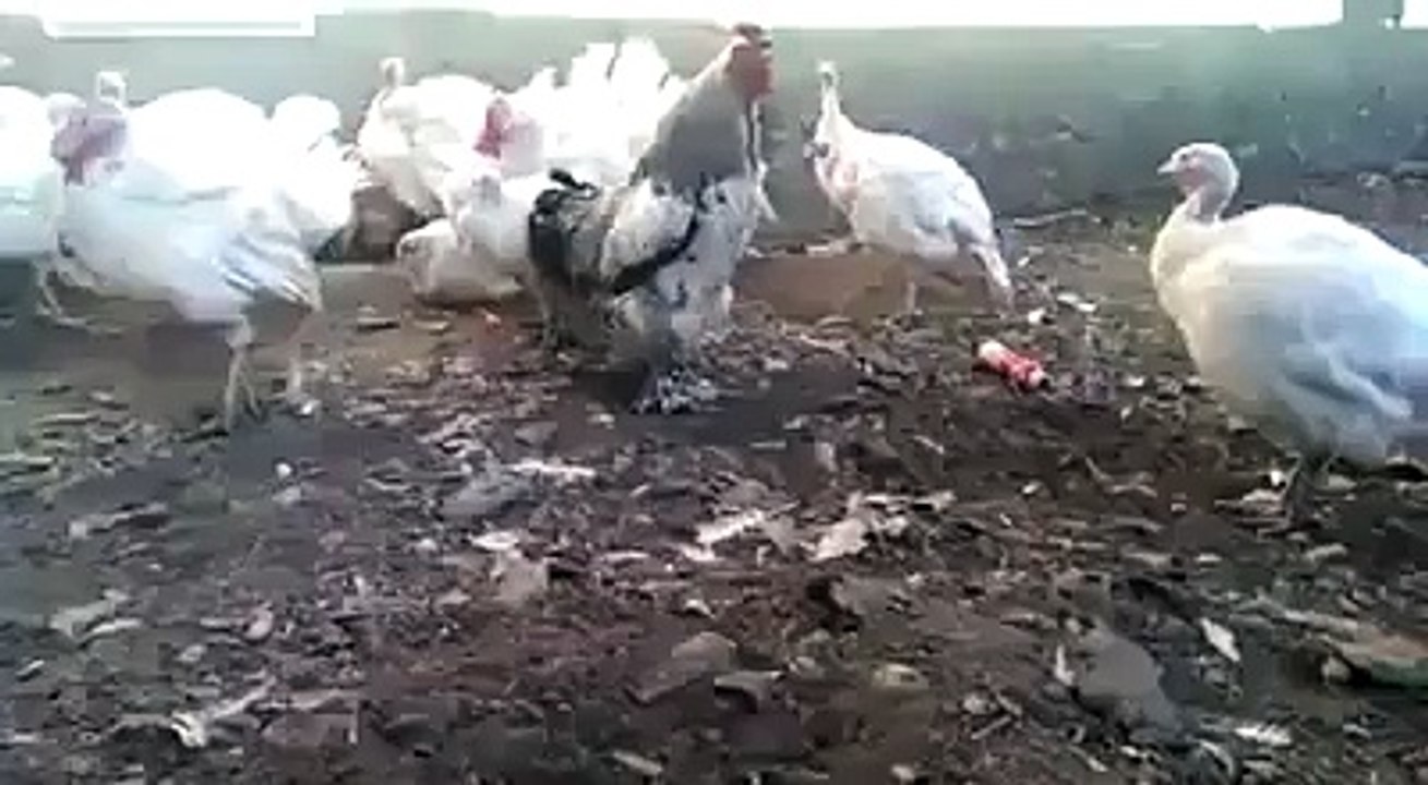 hen try to kill a kid
