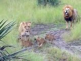 Des lionceaux essaient de rugir comme papa
