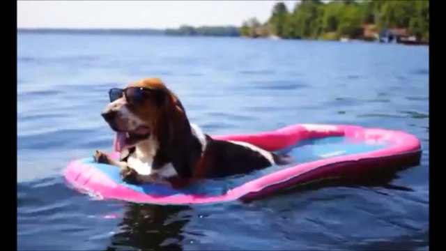 Si vous regardez cette vidéo, sachez que ce chien passe de meilleurs vacances que vous et moi