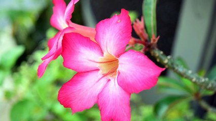 Macro / Close-up Pictures Test for Nikon D3300