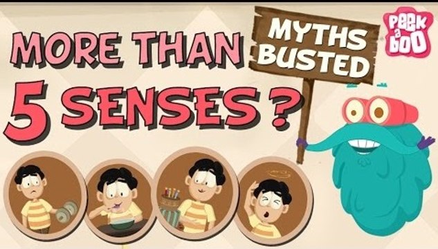 How Many Senses Do We Have? - Myths Busted | The Dr. Binocs Show | Busting The Myth of 5 Senses