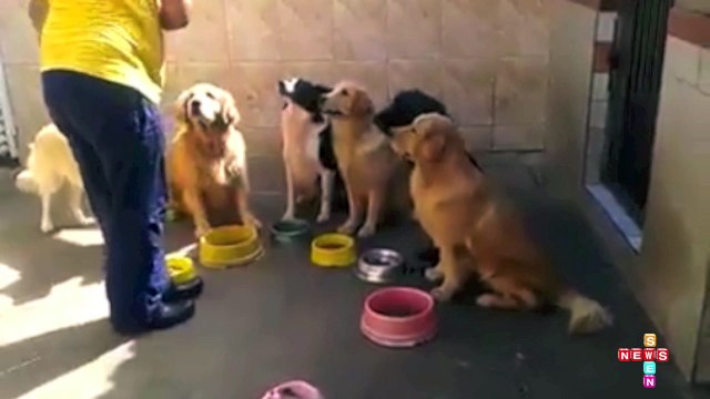 Meilleures Chiens et chats drôles 2016