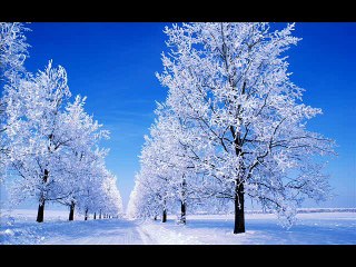 カズン　冬のファンタジー